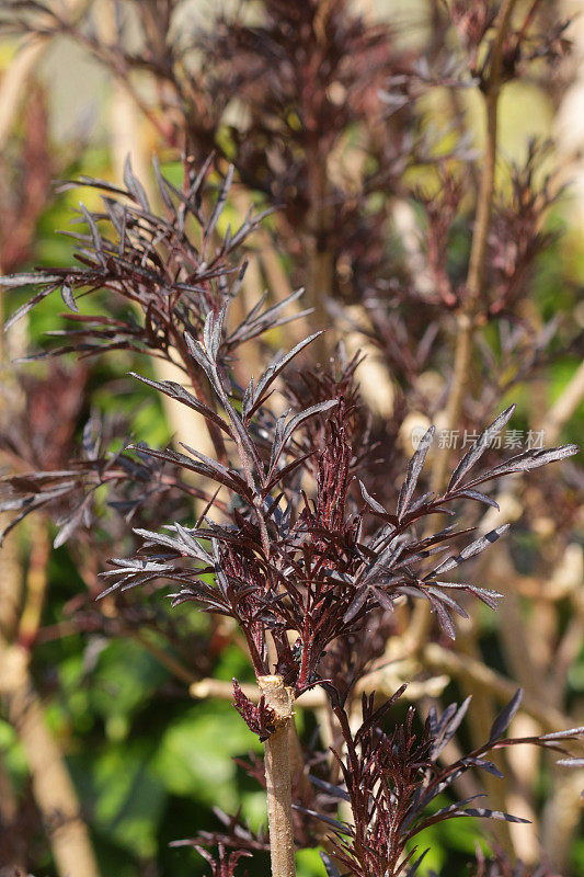 花园边缘的接骨木(Sambucus nigra)和红/粉色开花金雀花(Cytisus)的解剖，紫色叶子的全帧图像，聚焦前景